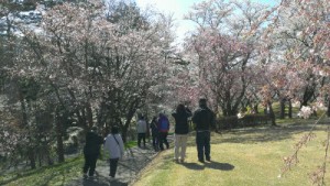逢瀬公園の桜を見ながら散歩